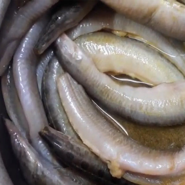 Bommidalu / bommidala