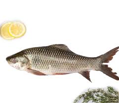 Rohu / శీలావతి / Gendi