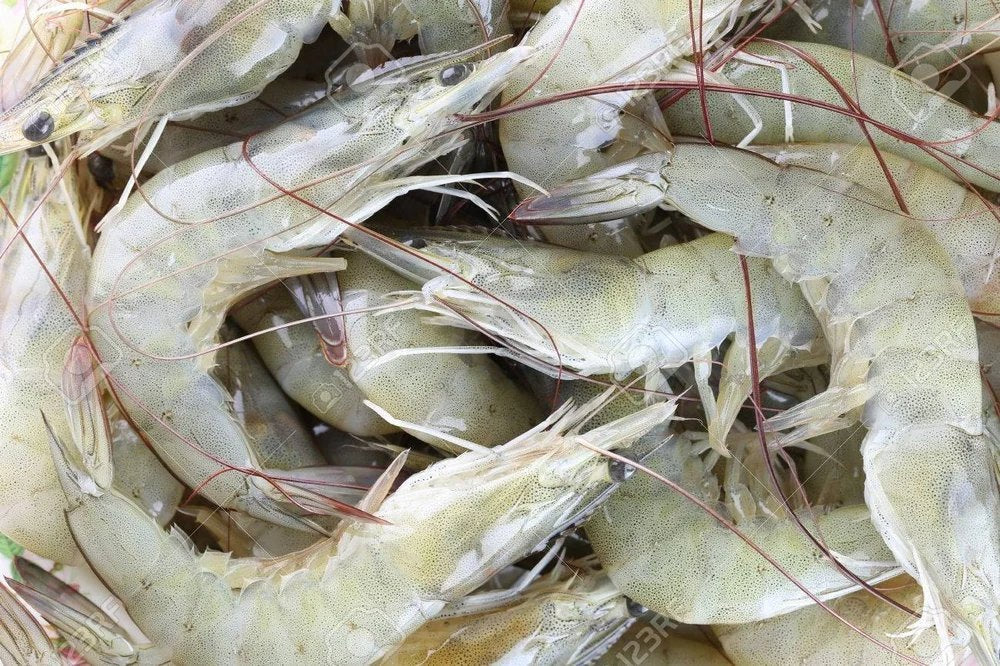 Freshwater Prawns (Medium Sized) - Cleaned