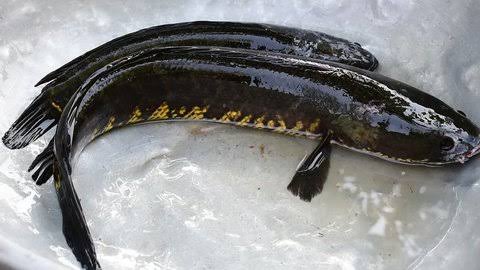 Murrel / Kora Meenu (Cut Fish Per Kg)